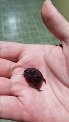 Dichotomius podalirius