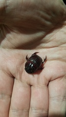 Dichotomius podalirius