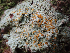 Brigantiaea leucoxantha