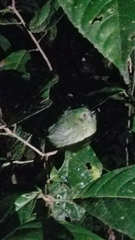 Lepidothrix coronata