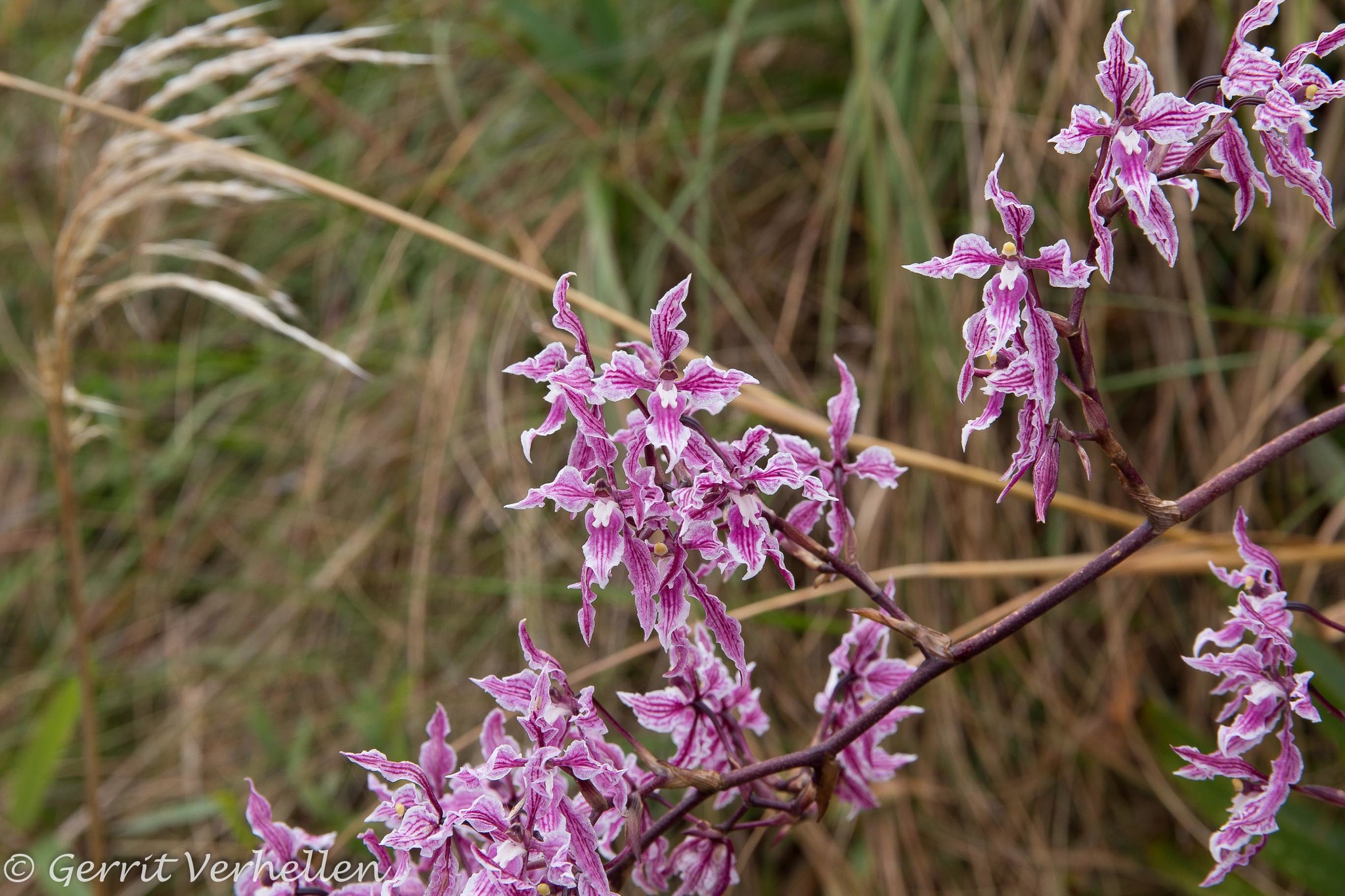 Cyrtochilum alboroseum image