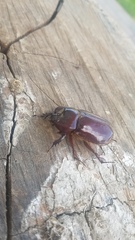 Heterogomphus bourcieri