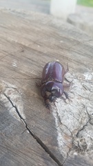 Heterogomphus bourcieri