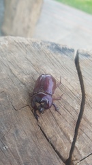 Heterogomphus bourcieri