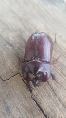 Heterogomphus bourcieri