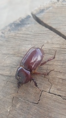 Heterogomphus bourcieri