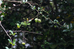 Putterlickia verrucosa