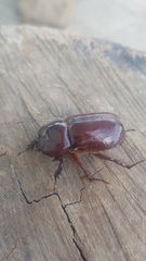 Heterogomphus bourcieri