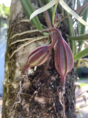 Brassavola nodosa