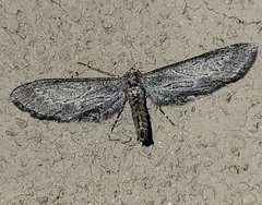 Glaucina interruptaria