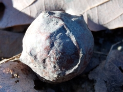 Andricus infectorius