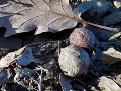 Andricus infectorius