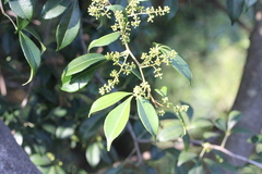 Zanthoxylum asiaticum