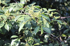 Zanthoxylum asiaticum
