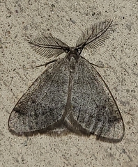 Animomyia minuta