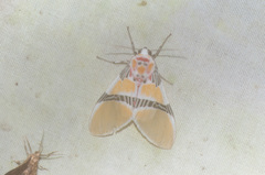Idalus herois