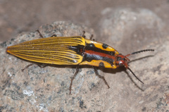 Semiotus imperialis