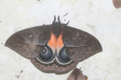 Automeris postalbida