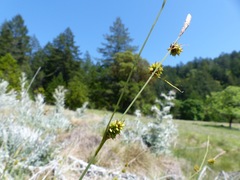 Carex serratodens