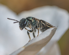 Lasioglossum coeruleum