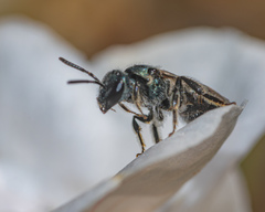 Lasioglossum coeruleum