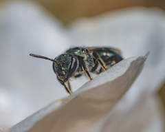 Lasioglossum coeruleum