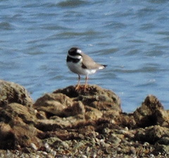 Charadrius hiaticula