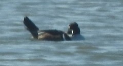 Lophodytes cucullatus image