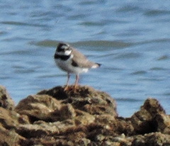 Charadrius hiaticula