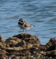 Charadrius hiaticula