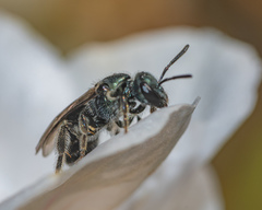 Lasioglossum coeruleum