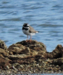 Charadrius hiaticula