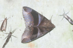 Dysgonia purpurata