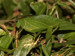 Microcentrum marginatum