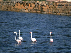 Phoenicopterus roseus