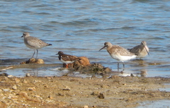 Pluvialis squatarola