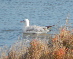 Chroicocephalus genei