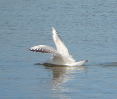 Chroicocephalus genei