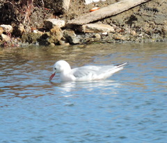 Chroicocephalus genei