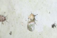 Disphragis manethusa