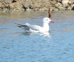 Chroicocephalus genei