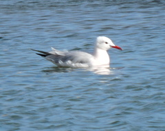 Chroicocephalus genei