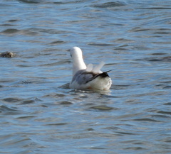 Chroicocephalus genei