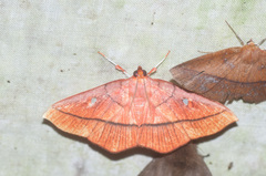 Midila daphne