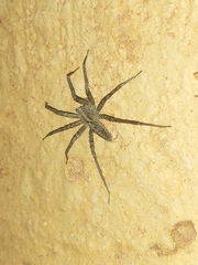 Pardosa