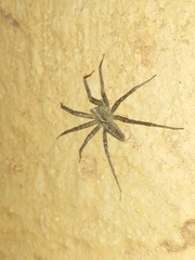Pardosa