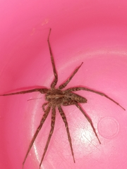 Pardosa