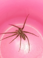 Pardosa