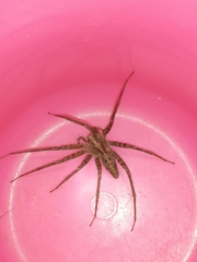 Pardosa