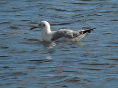 Chroicocephalus genei